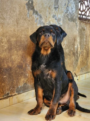 Rottweiler