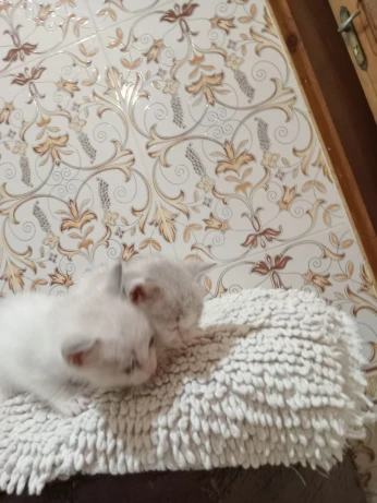 Chat siamois