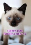 Chaton siamois pure race