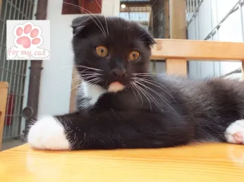 chaton