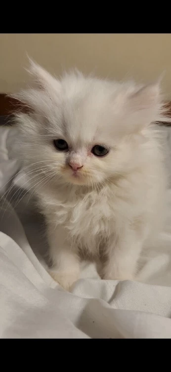 Chat persan (2mois) pure race