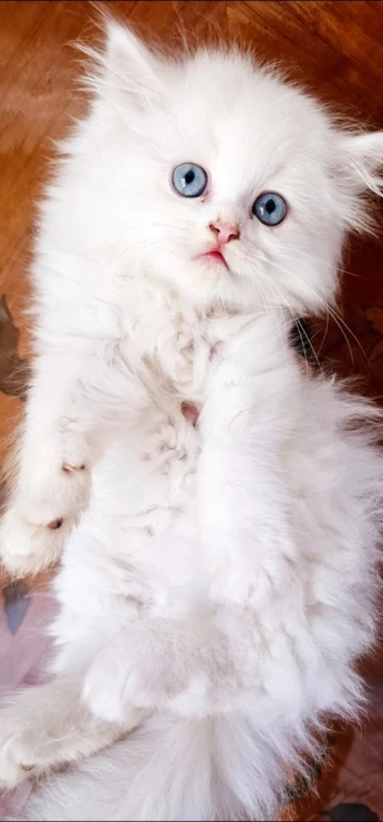 Chats persans chirazi