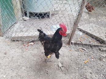 Coq Ausralop