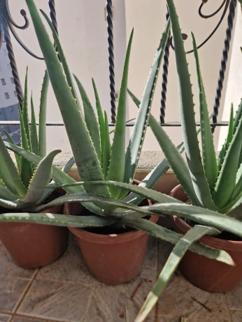 Plants Aloe Vera Barbadensis