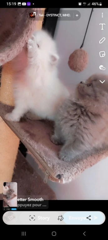 Chat persan