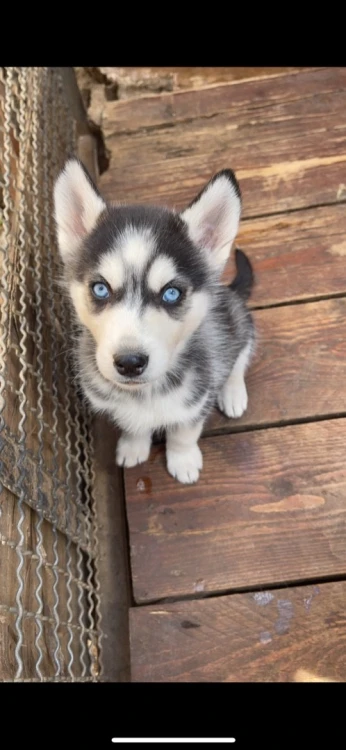 husky sibérien