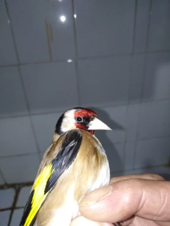 Chardonneret