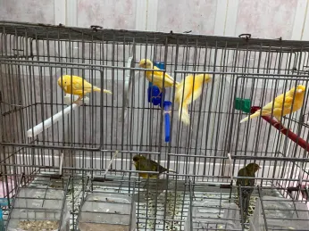 canari ordinaire