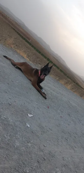 Femelle malinois lel bi3