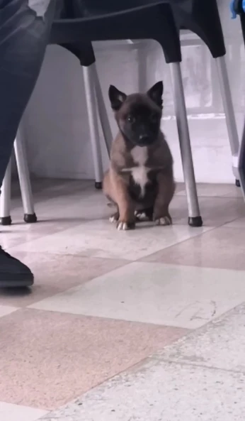 Chiot malinois