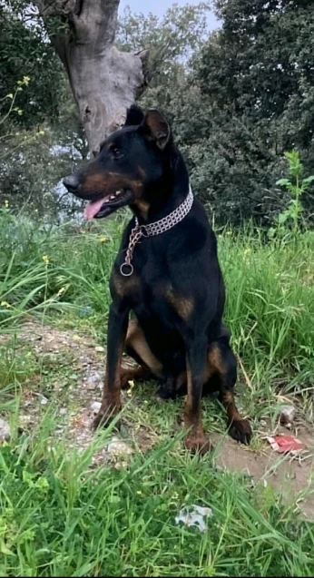 Dobermann