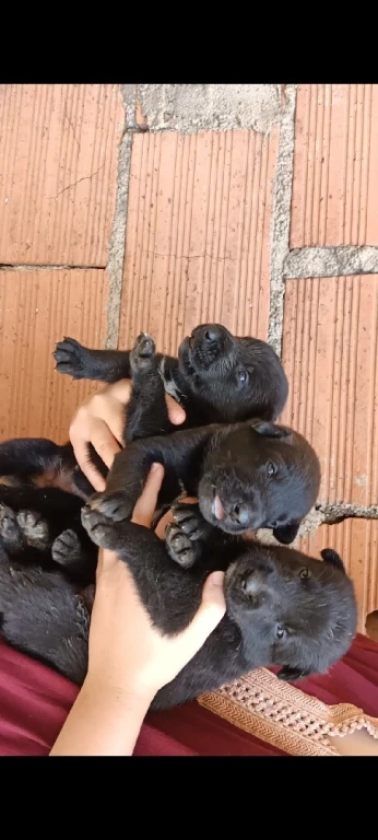 Chiot malinois age 19 jours la vente aura lieu dans un mois ou plus