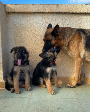 Chiot Berger allemand