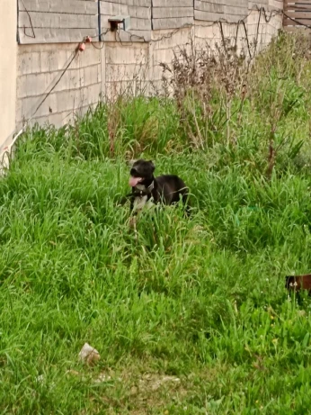 Pitbull 5 mois