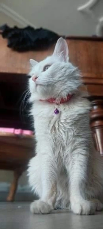 Chat blanc persan aux yeux verts