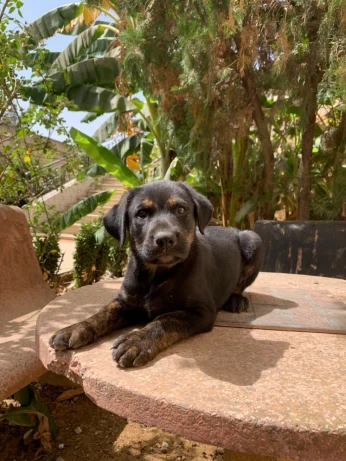 Chiot berger allemand