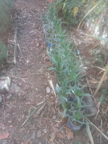 Plants d'Aloe Vera