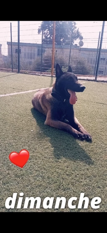 Malinois