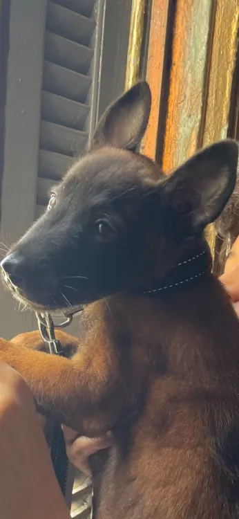Malinois pure Berger berge