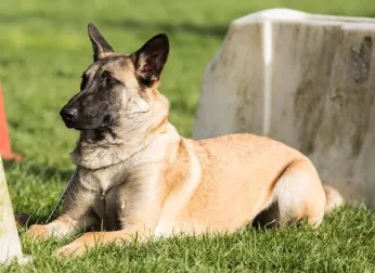 Malinois