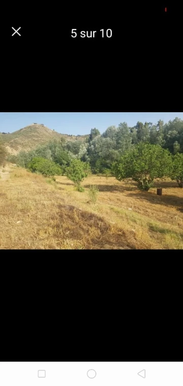 Vente Terrain Agricole Setif Hammam guergour 7