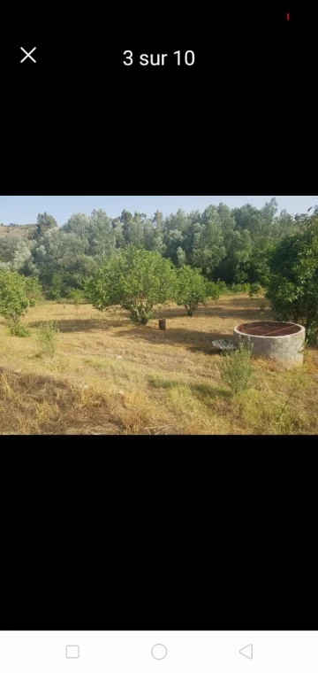 Vente Terrain Agricole Setif Hammam guergour 6