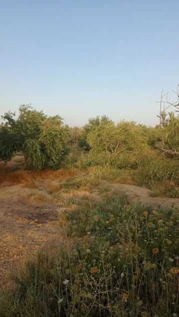 Vente Terrain Agricole Biskra Biskra 3