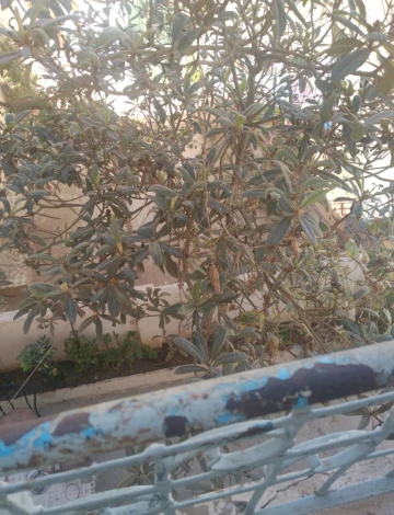 Vente Villa Alger Bab el oued 9