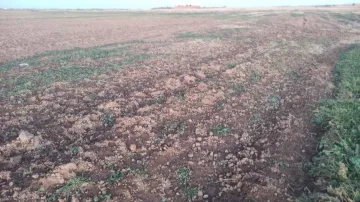 Vente Terrain Agricole Djelfa Ain oussara 7