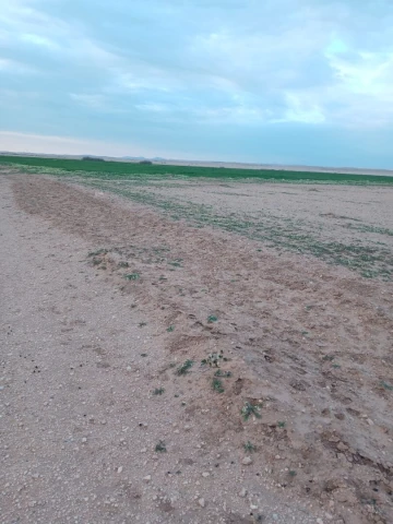 Vente Terrain Agricole Djelfa Birine 3