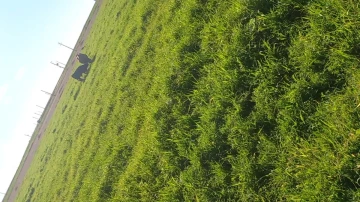 Vente Terrain Agricole Djelfa Ain oussara 5