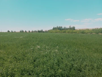 Vente Terrain Agricole Djelfa Djelfa 3
