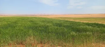 Vente Terrain Agricole Djelfa Djelfa 11