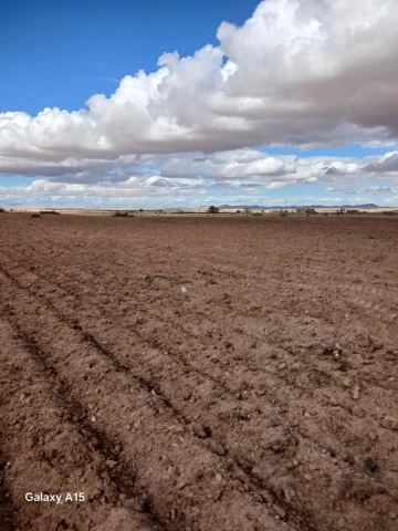 Vente Terrain Agricole Djelfa Had sahary 18