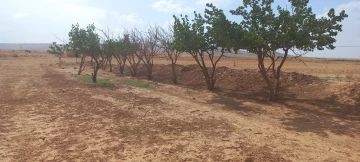 Vente Terrain Agricole Djelfa Mouadjebar 14