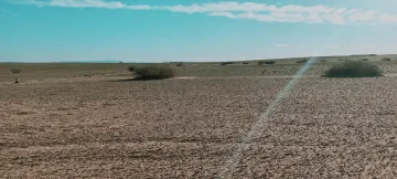 Vente Terrain Agricole Djelfa Birine