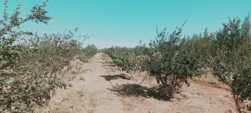 Vente Terrain Agricole Djelfa Hassi bahbah 20