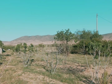 Vente Terrain Agricole Djelfa Djelfa 9