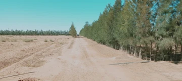 Vente Terrain Agricole Djelfa Hassi bahbah 42
