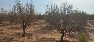 Vente Terrain Agricole Djelfa Ain oussara 20