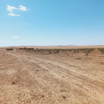 Vente Terrain Agricole Djelfa Birine