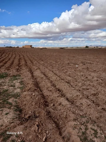 Vente Terrain Agricole Djelfa Had sahary 5