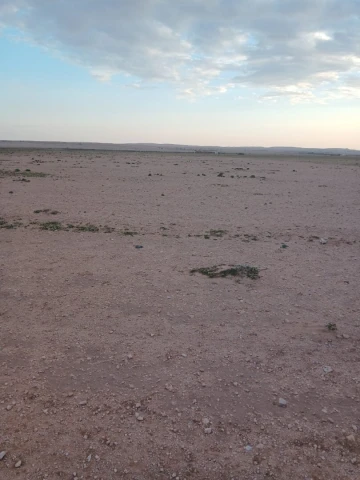 Vente Terrain Agricole Djelfa Birine 7