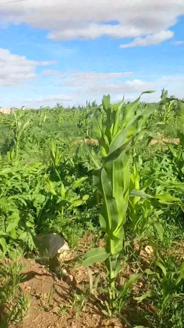 Vente Terrain Agricole Djelfa Djelfa 22