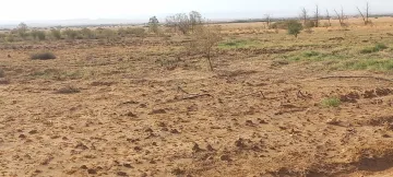 Vente Terrain Agricole Djelfa Ain oussara 9