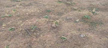 Vente Terrain Agricole Djelfa Ain oussara 7