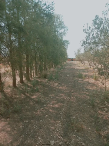 Vente Terrain Agricole Djelfa Ain oussara 4