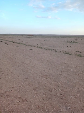 Vente Terrain Agricole Djelfa Birine 4