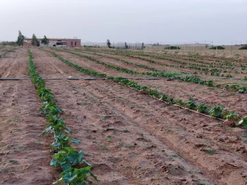 Vente Terrain Agricole Djelfa Hassi bahbah 22