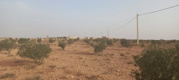 Vente Terrain Agricole Djelfa Had sahary 8